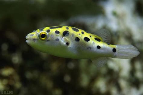 娃娃魚飼養|巧克力娃娃魚，既小巧可愛又好養的觀賞魚，注意4點。